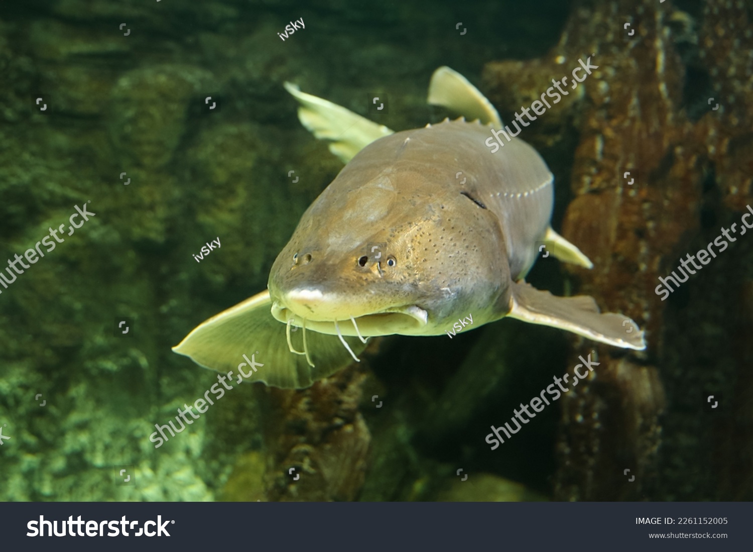  Sturgeon fish (kaluga, beluga) swim at the bottom of the aquarium. Fish underwater. #2261152005