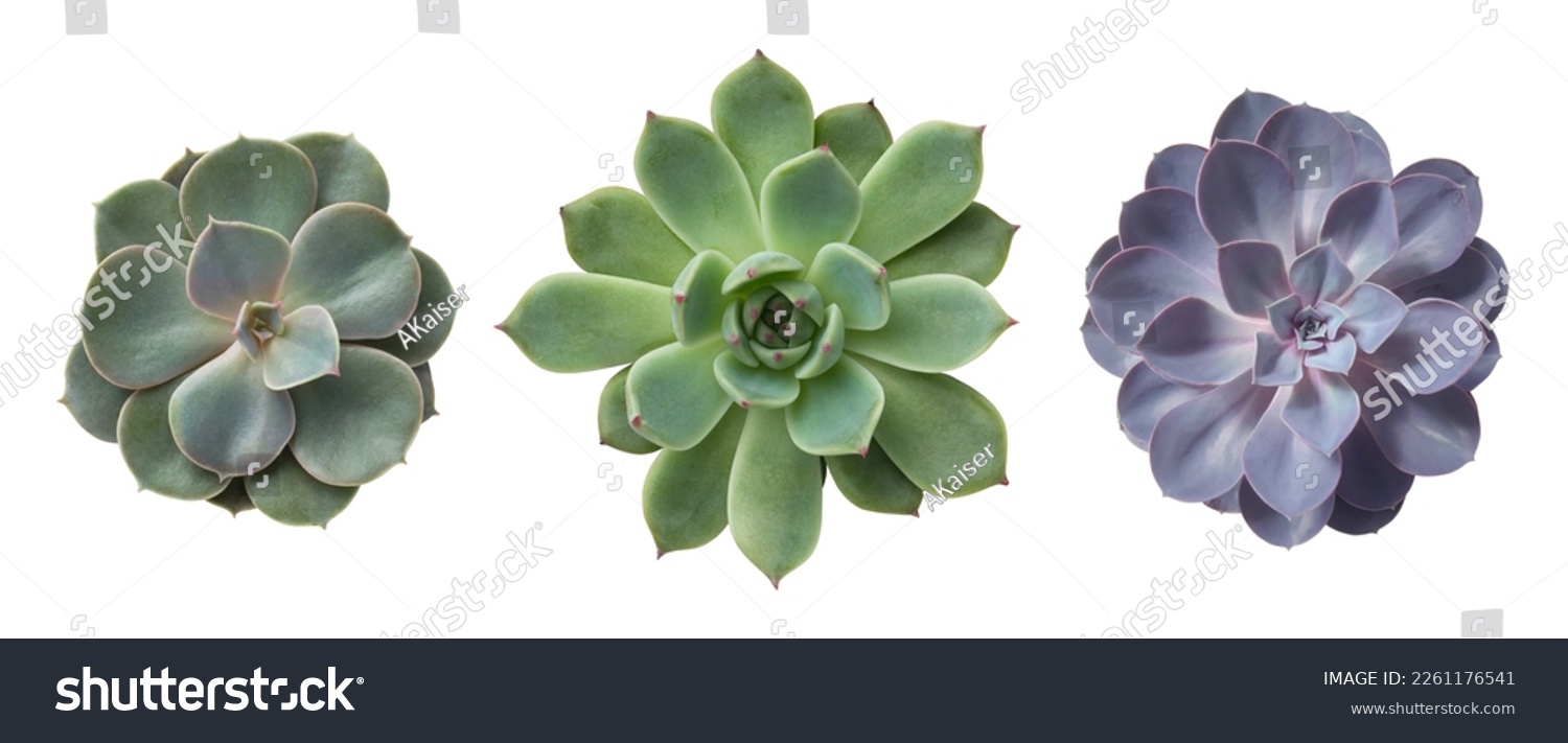 three different succulents echeveria plants without pots isolated over a transparent background, natural interior or garden design elements, top view, flat lay	 #2261176541