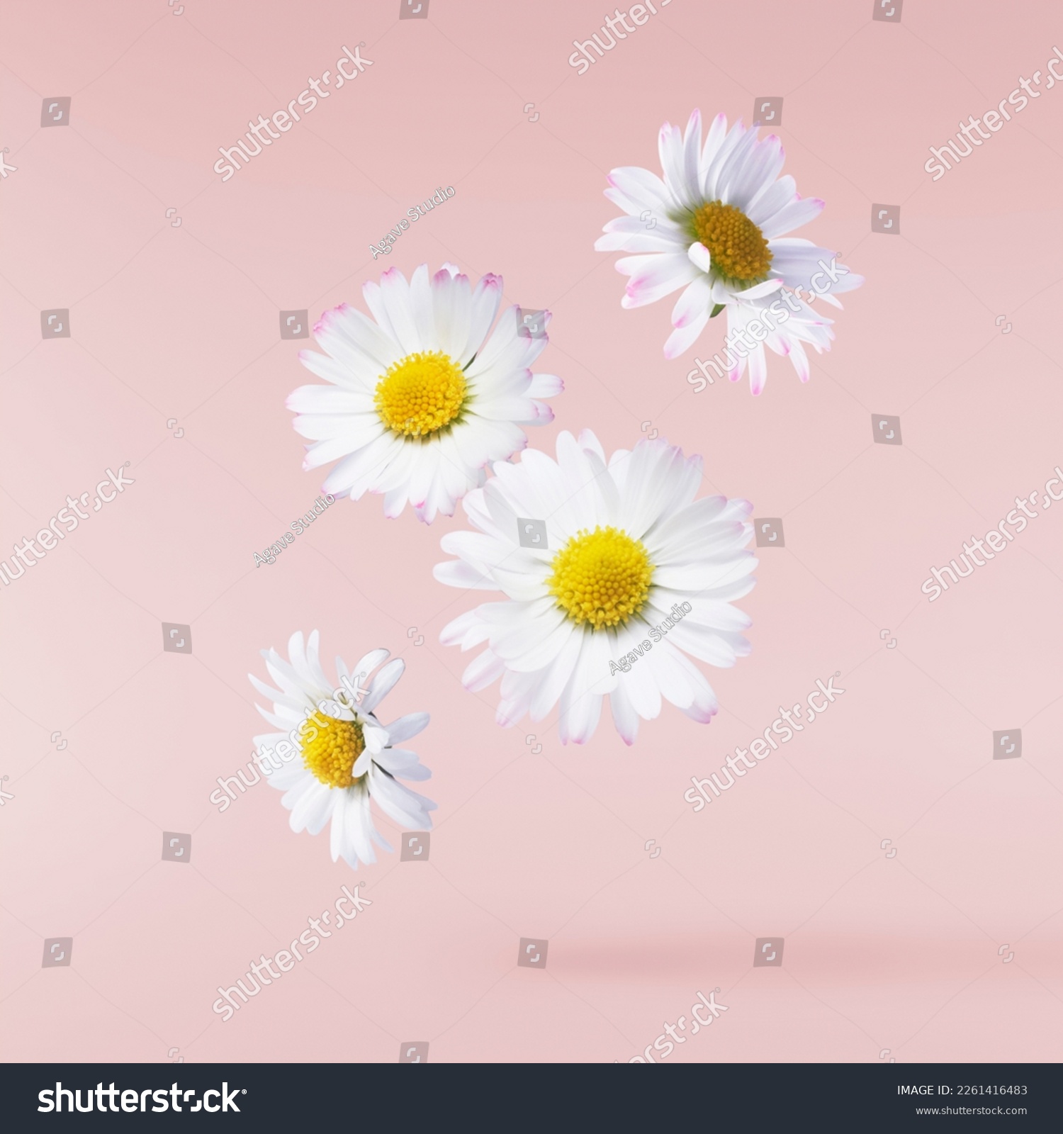 A beautiful white daisy or chamomile flower falling in the air isolated on pastel pink background. Medicine, healthcare or cosmetics levitation or zero gravity concepthion. High resolution image. #2261416483