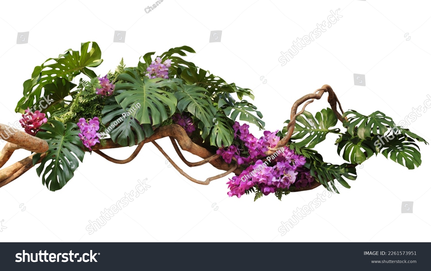 Tropical vibes plant bush floral arrangement with tropical leaves Monstera and fern and Vanda orchids tropical flower decor on tree branch liana vine plant isolated on white background. #2261573951