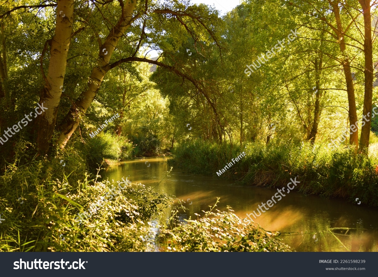 Beautiful view of the Turia river running through a lush forest in the stretch of Rincón de Ademuz in Spain, on a sunny summer afternoon #2261598239