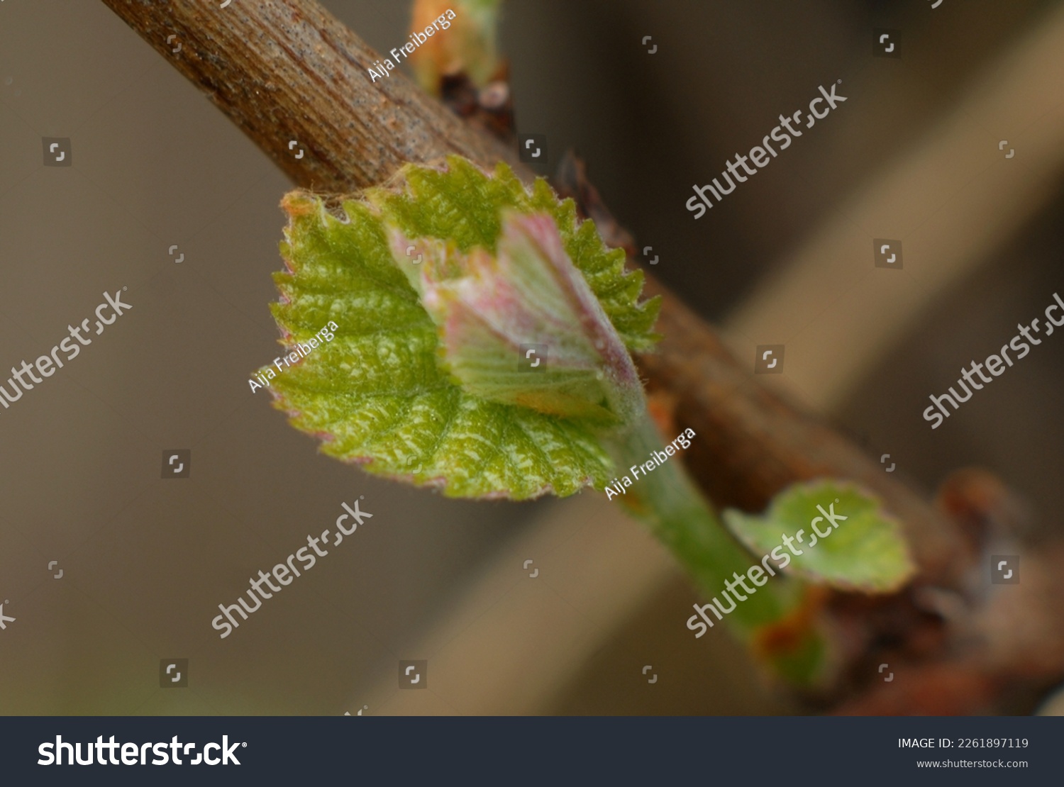 spring's first grape leaves flourish, green and fluffy leaves for the grape #2261897119