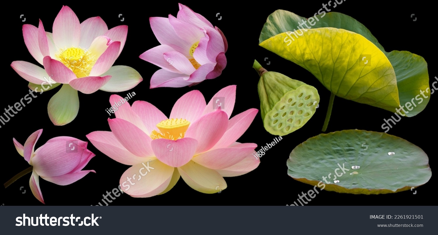 All Sweet Lotus Flowers Leaf  Cut on Black PNG #2261921501