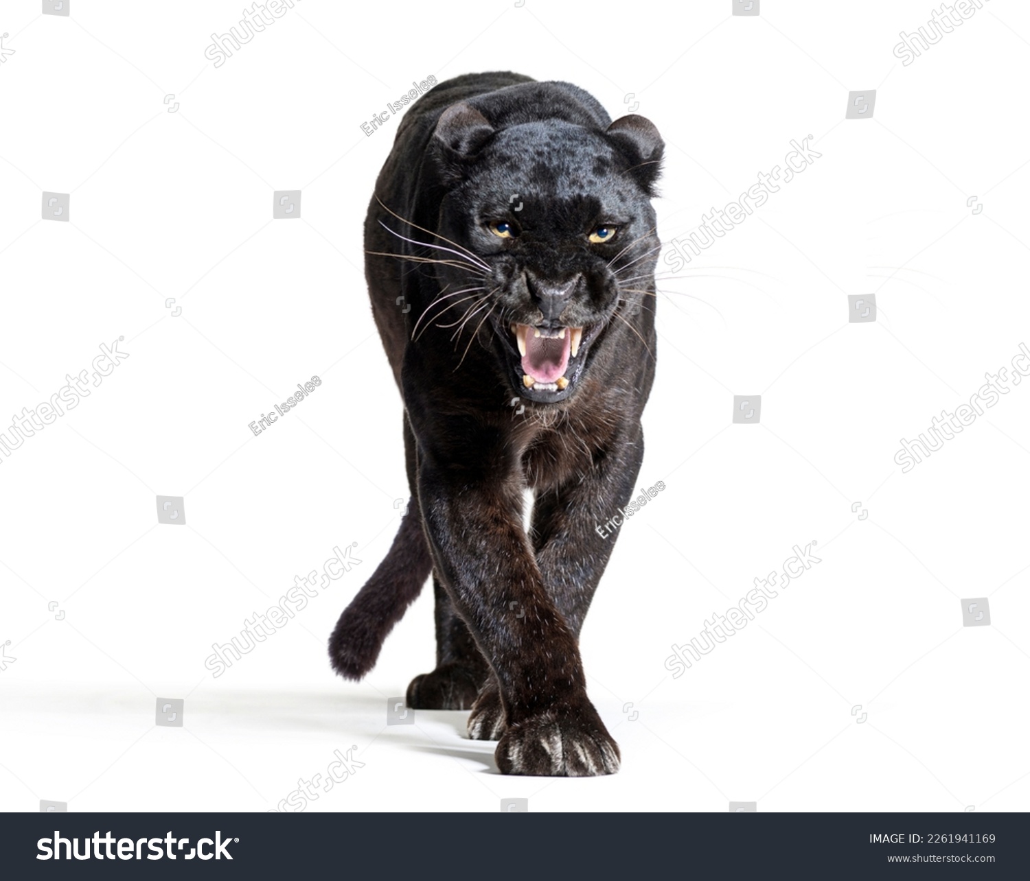 black leopard, panthera pardus, walking towards, staring at the camera and showing his teeth, isolated on white #2261941169