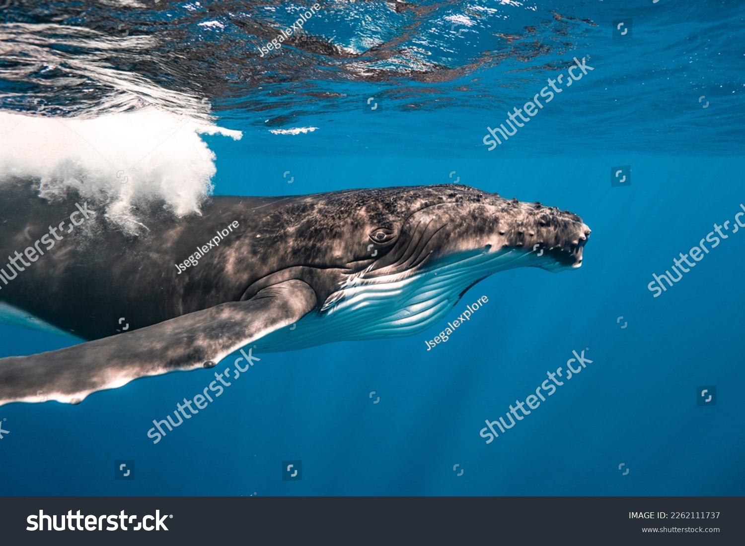 Humpback Whale up close in French Polynesia #2262111737