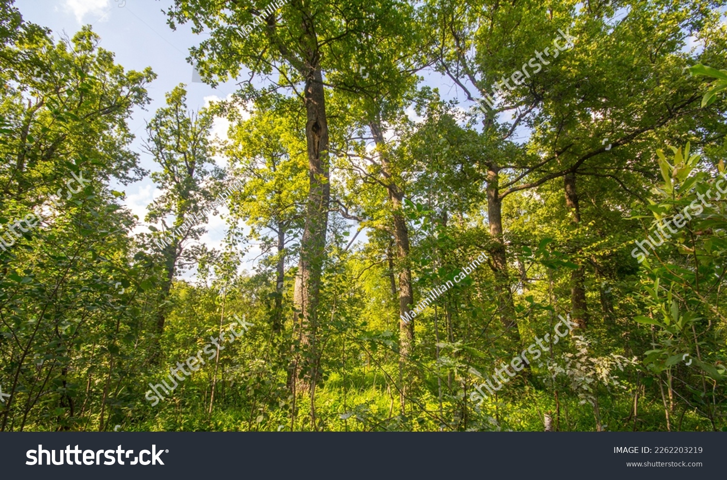 Dendrology. European deciduous forests. Wood-meadow (parklike country). Old oak forest (Quercetum). Pleasant eye spots of shadow and sun on green #2262203219