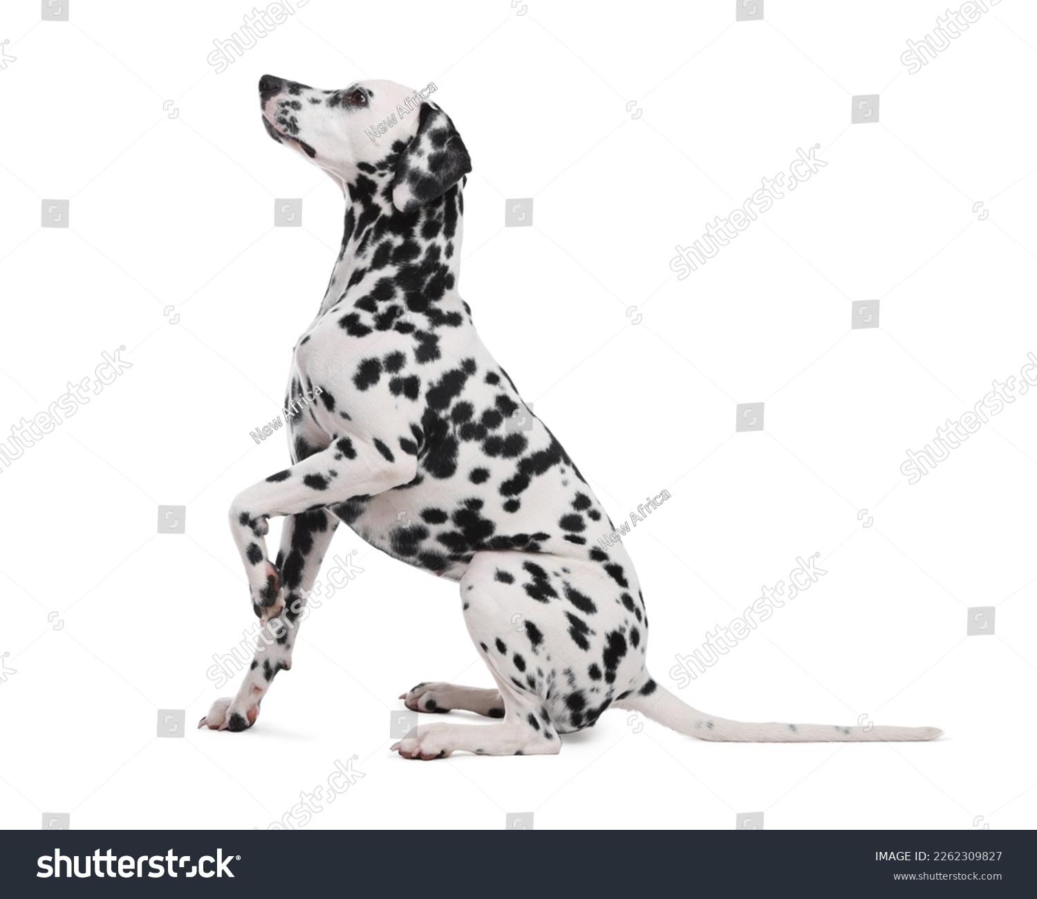 Adorable Dalmatian dog on white background. Lovely pet #2262309827