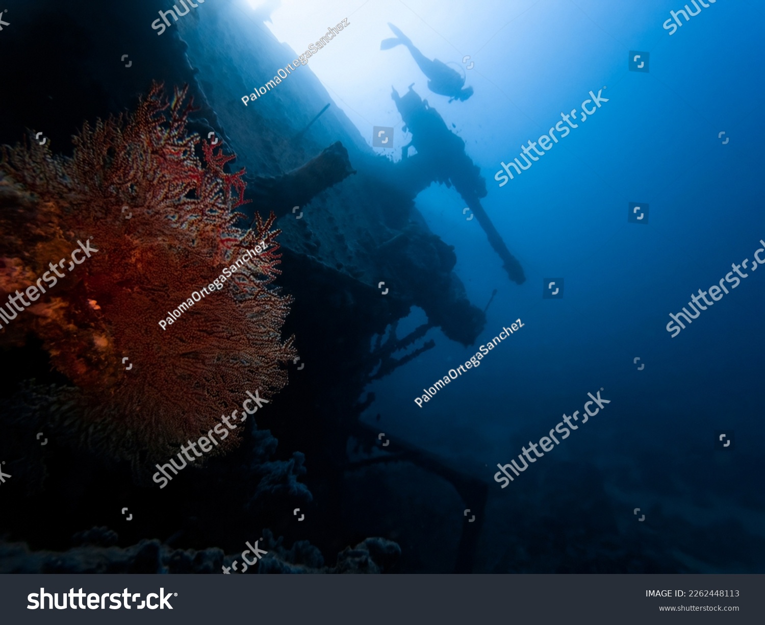 Hard coral on wreckage of the sunken Red Sea ship SS Thistlegorm. Diver over the large stern amthyereal cannon of the SS Thistlegorm. #2262448113
