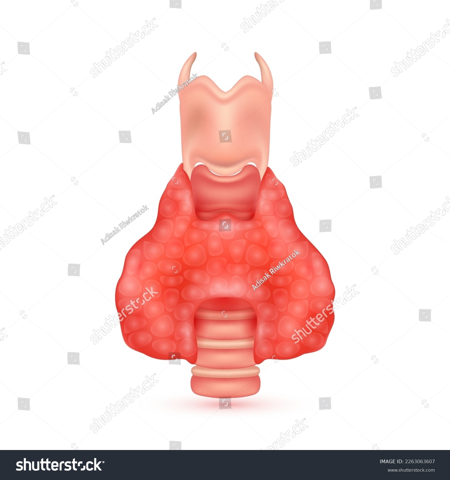 Human thyroid gland anatomy model isolated on a - Royalty Free Stock ...