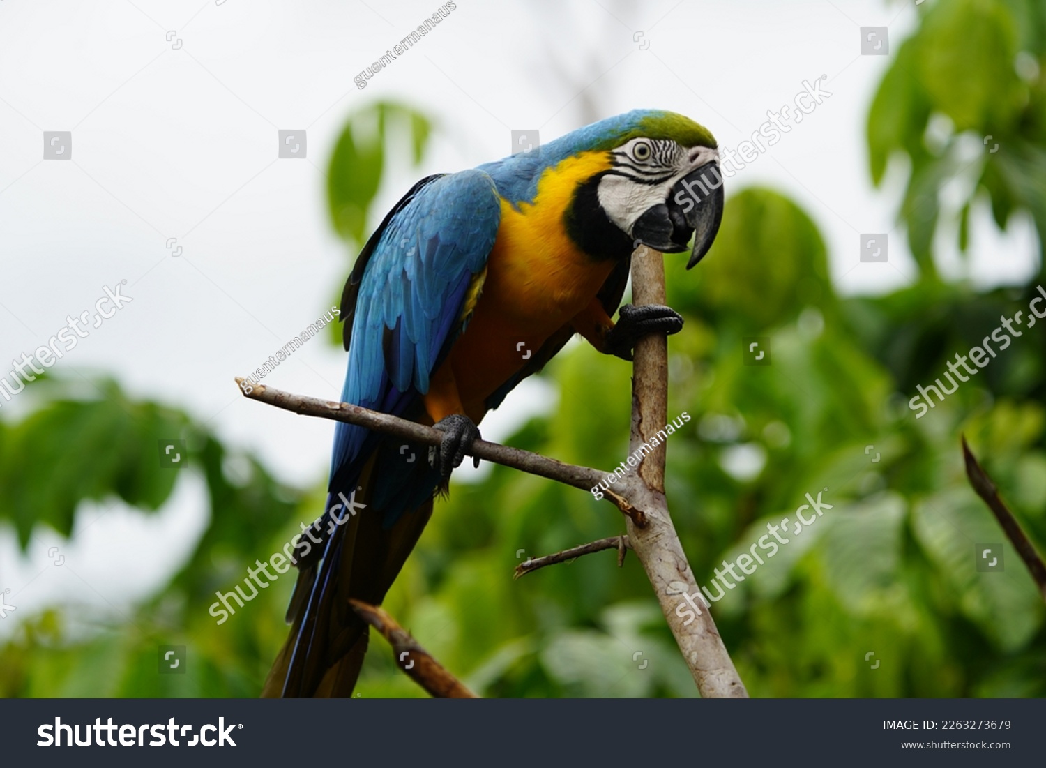 The blue-and-yellow macaw (Ara ararauna), also known as the blue-and-gold macaw, Psittacidae family. Novo Airao, Amazon - Brazil. #2263273679