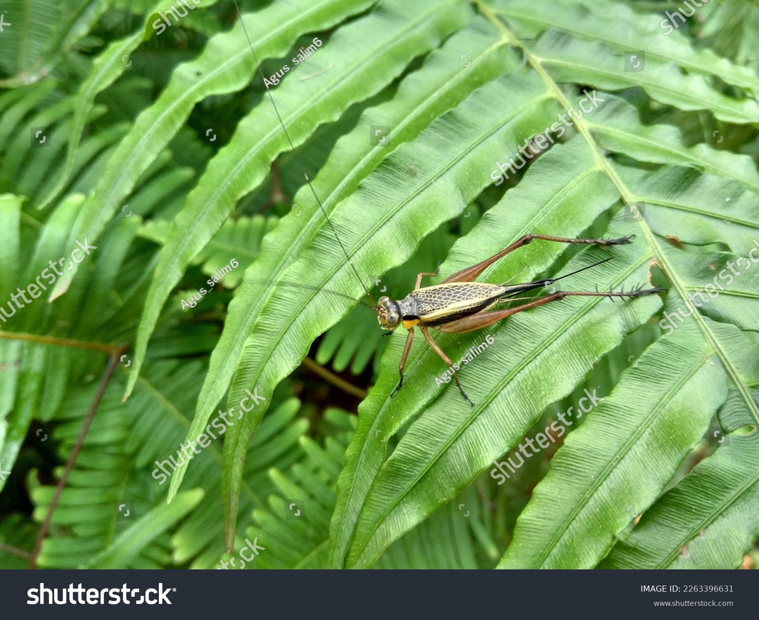 a cricket is standing on a leaf in the morning #2263396631
