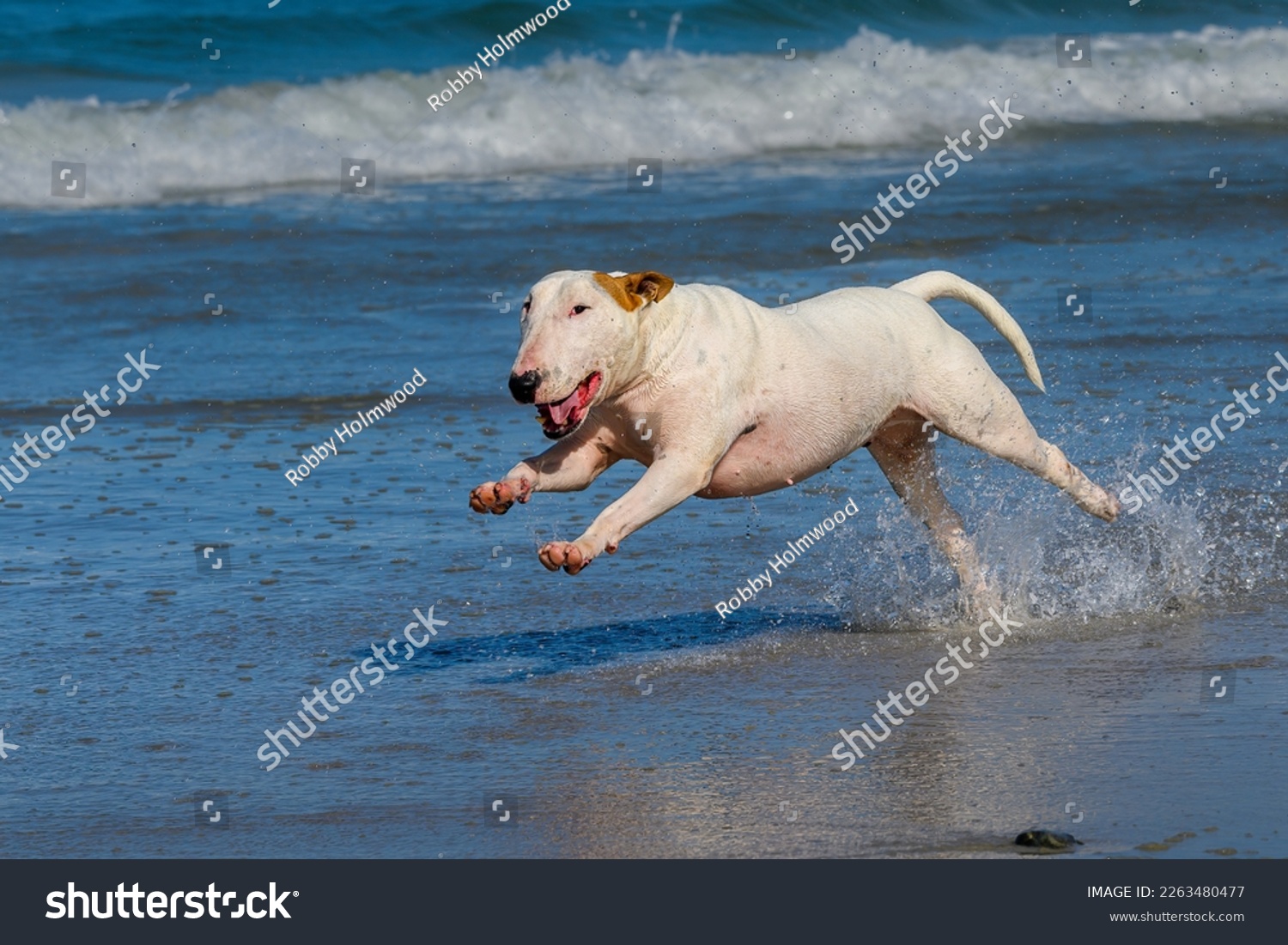 Bull Terrier dog bounding through the shallow water on the beach. #2263480477