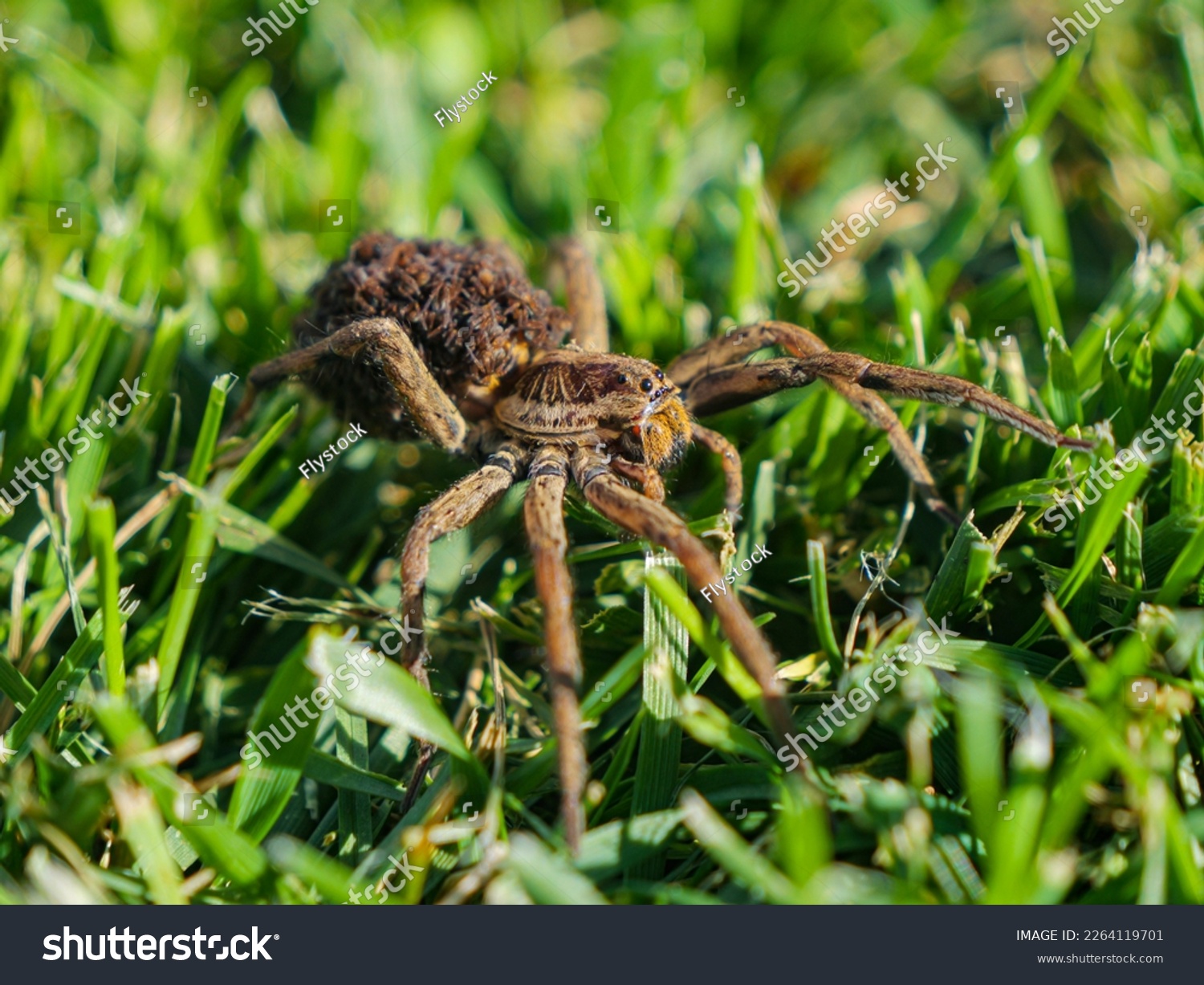 CLOSE UP: European tarantula on mowed green lawn with offspring on her back. Tarantula wolf spider carrying little spiderlings on her abdomen. Venomous eight-legged predator hunting pests in garden. #2264119701
