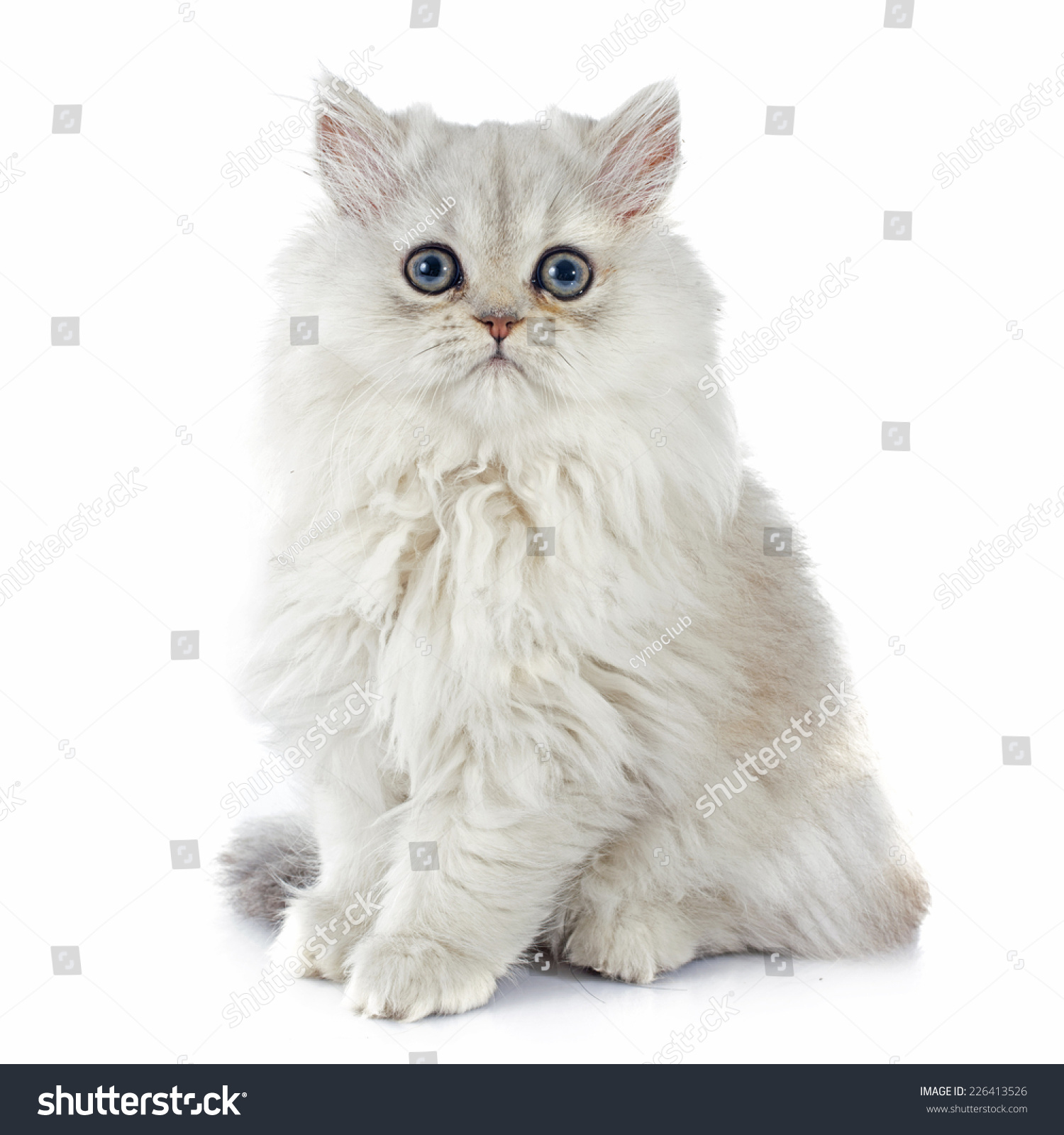 persian kitten in front of white background #226413526