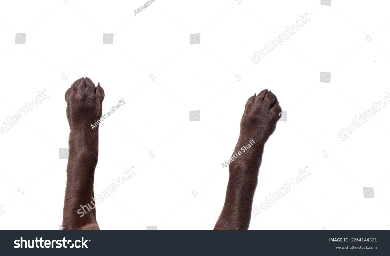 top view of dog legs sprawled out on an isolated white background #2264144321