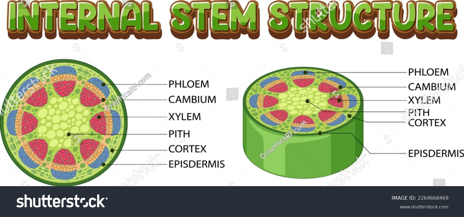 Internal structure of stem diagram illustration - Royalty Free Stock ...