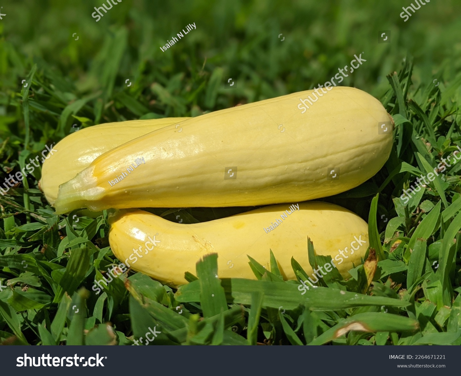 Yellow Summer Squash laying in grass #2264671221