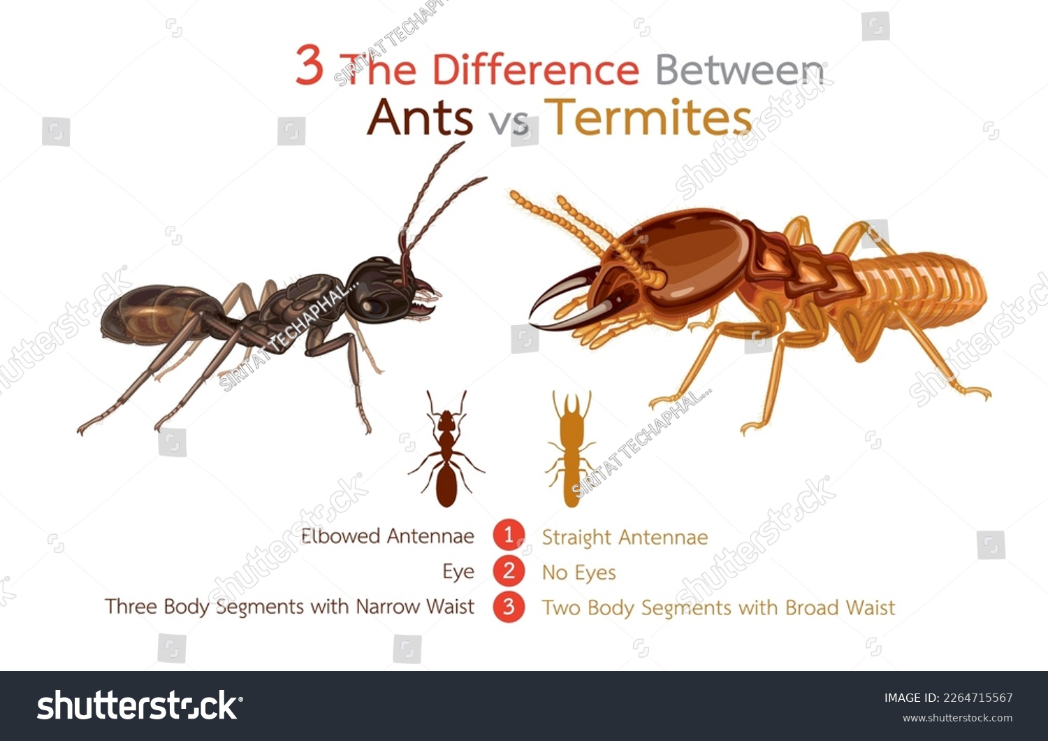 Infographic illustration of 3 the difference - Royalty Free Stock ...