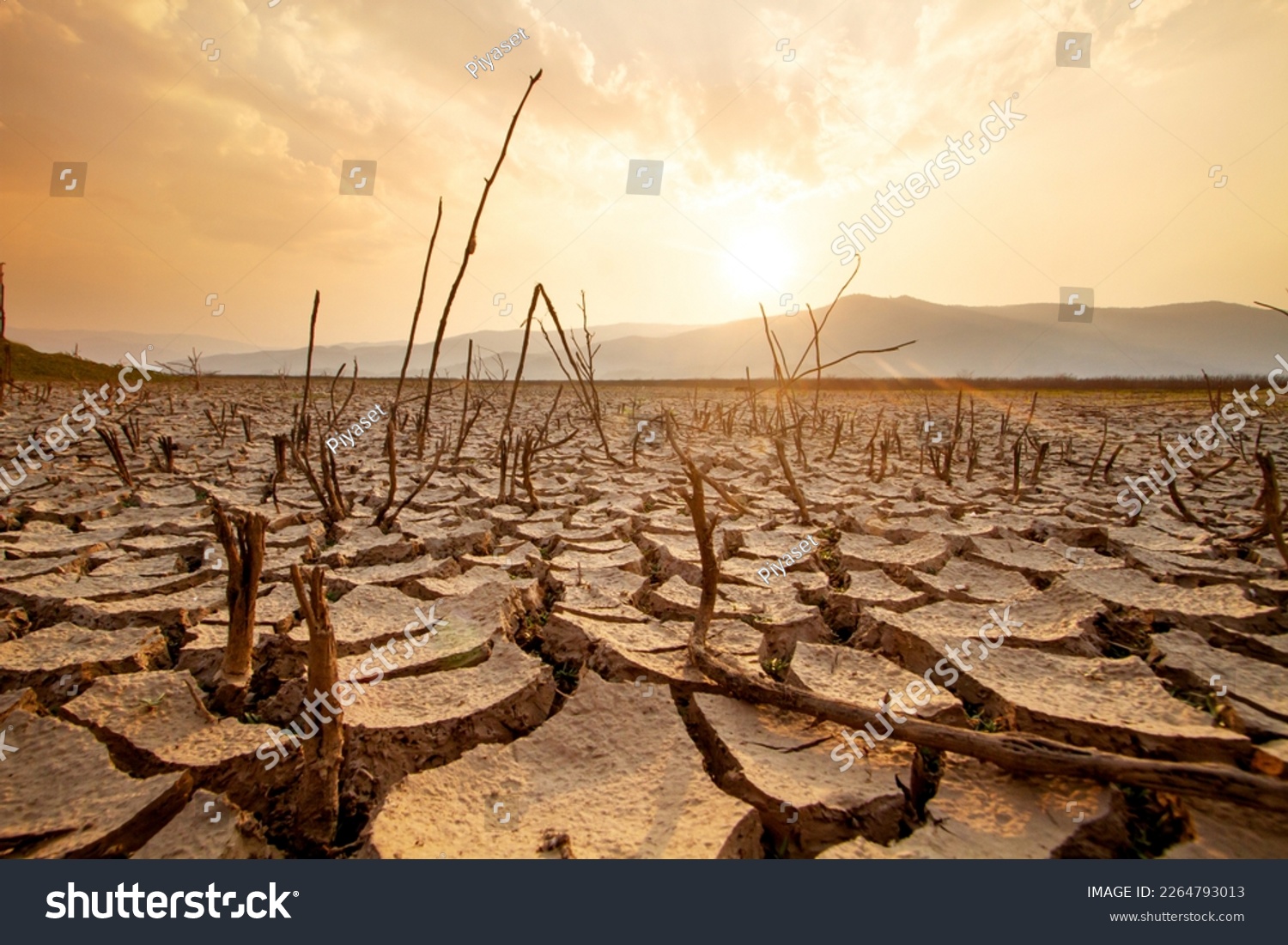 Dead trees on dry cracked earth metaphor Drought, Water crisis and World Climate change. #2264793013