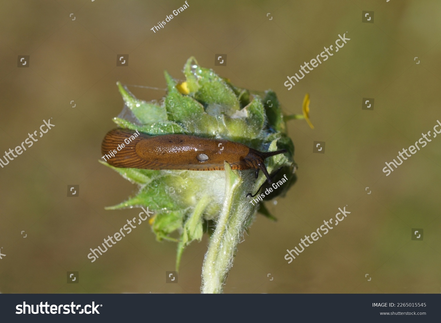 Red slug (Arion rufus) or Spanish slug (Arion vulgaris), family roundback slugs (Arionidae). Feeding on a common sunflower (Helianthus annuus) in a Dutch garden. Summer, July, Netherlands              #2265015545