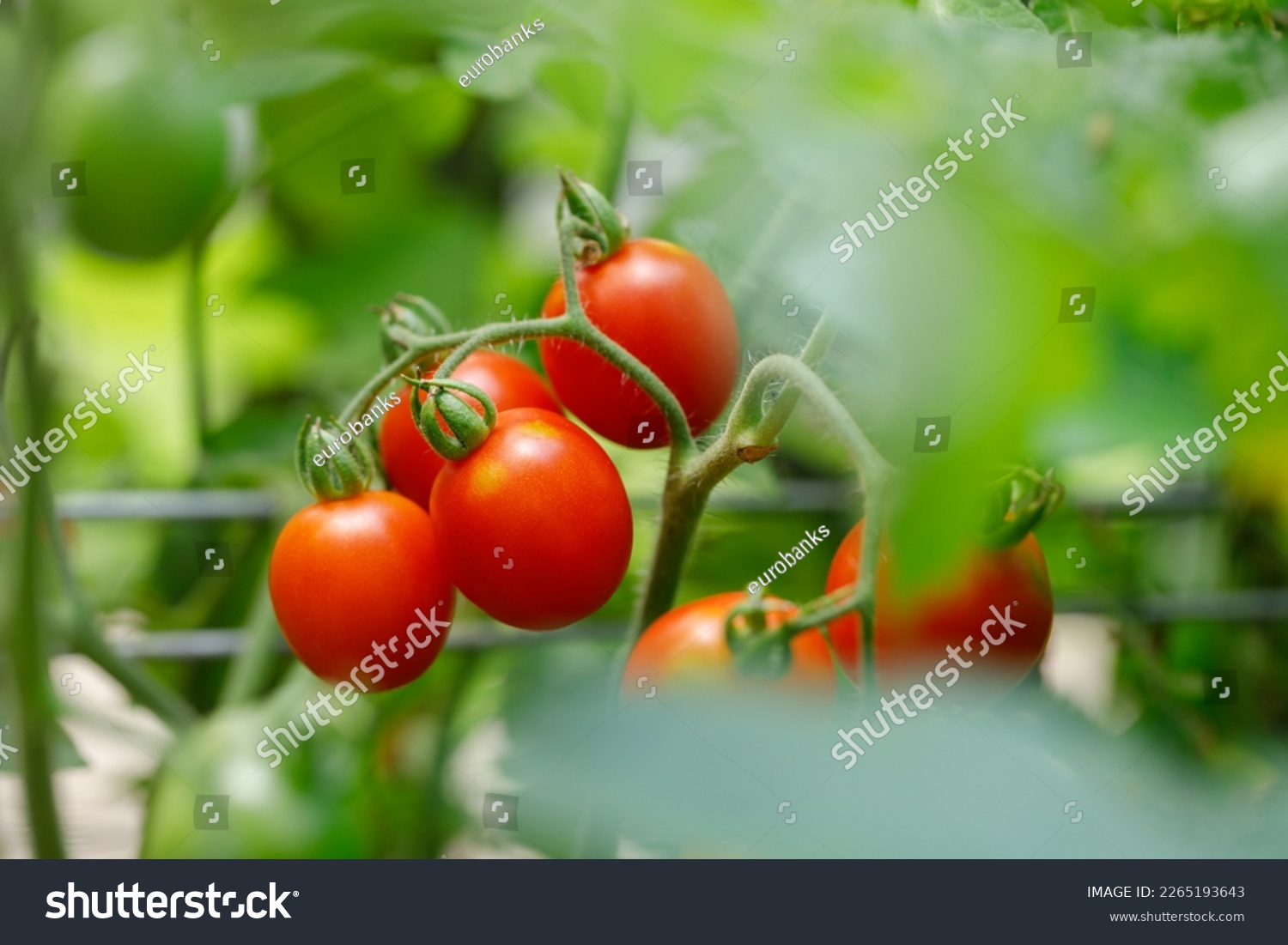 Grape Tomatoes - 'Principe Borghese' variety - growing on the vine in an organic home garden #2265193643