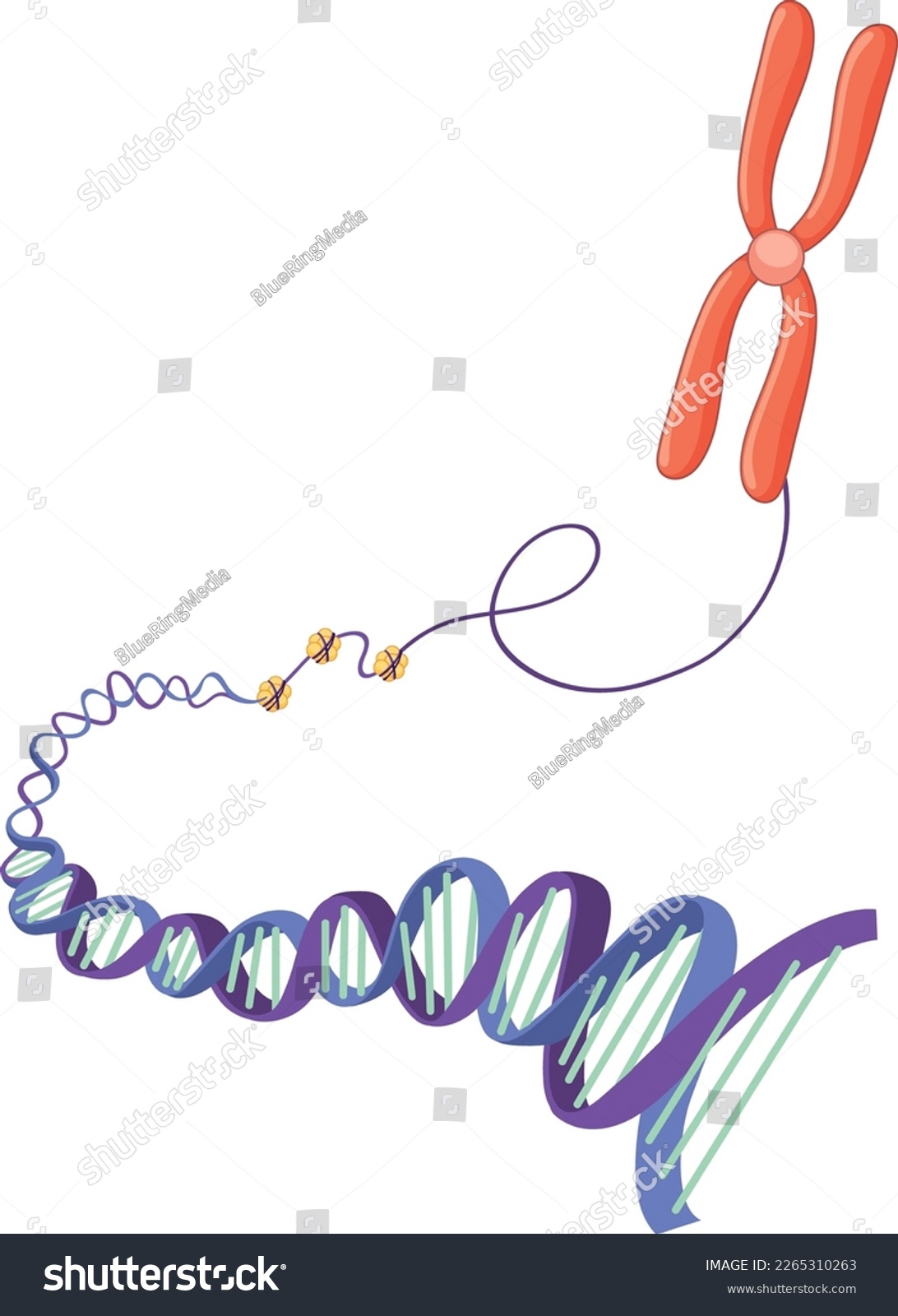 Chromosome and DNA structure illustration - Royalty Free Stock Vector ...