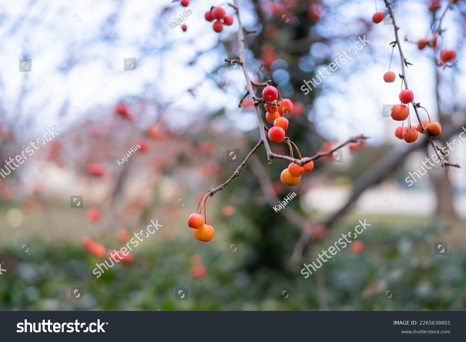 Plumleaf crab apple (Malus Prunifolia) branch with fruits in winter #2265638801