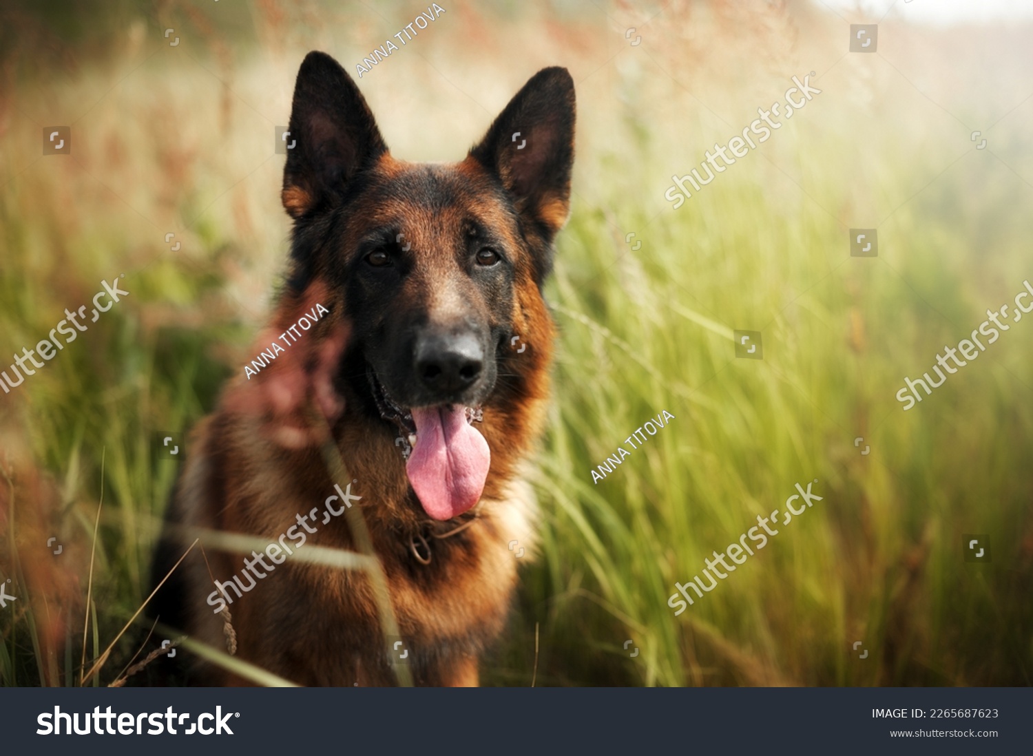 Portrait of a smart german shepherd dog among the green grass #2265687623