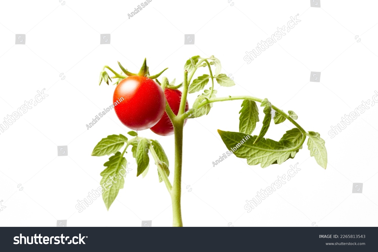 Tomato plant isolated on white background. Green seedling of fresh ripe red tomatoes, close up #2265813543