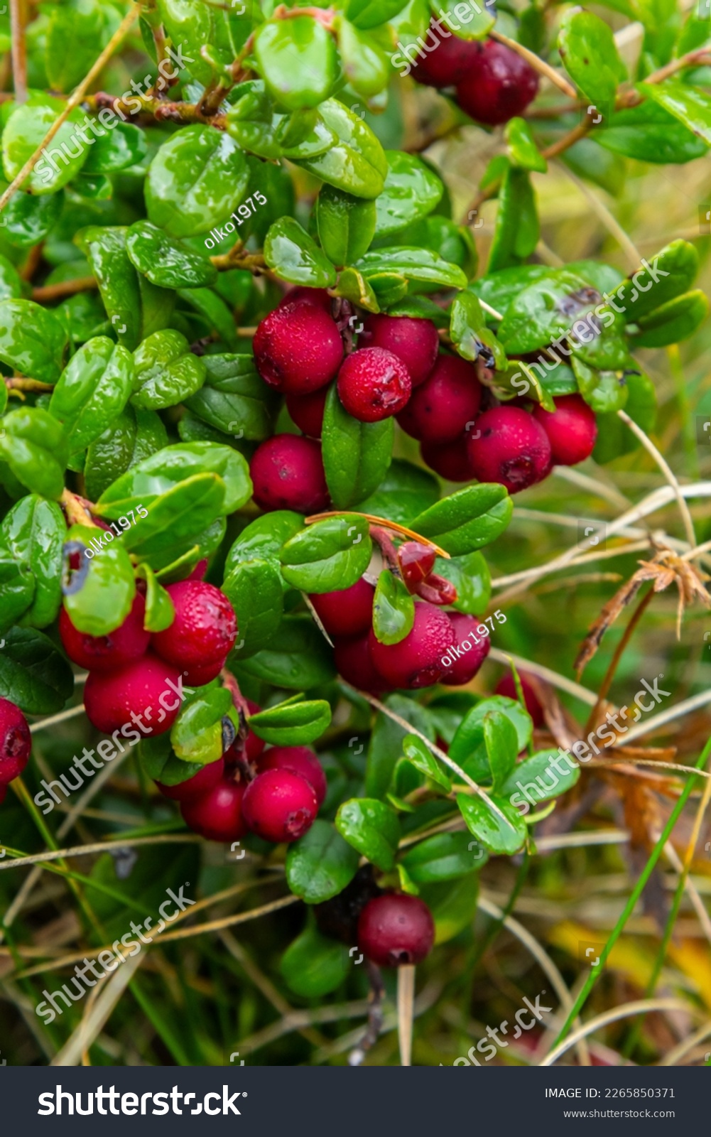 Vaccinium vitis-idaea lingonberry, partridgeberry, or cowberry is a short evergreen shrub in the heath family that bears edible fruit. #2265850371