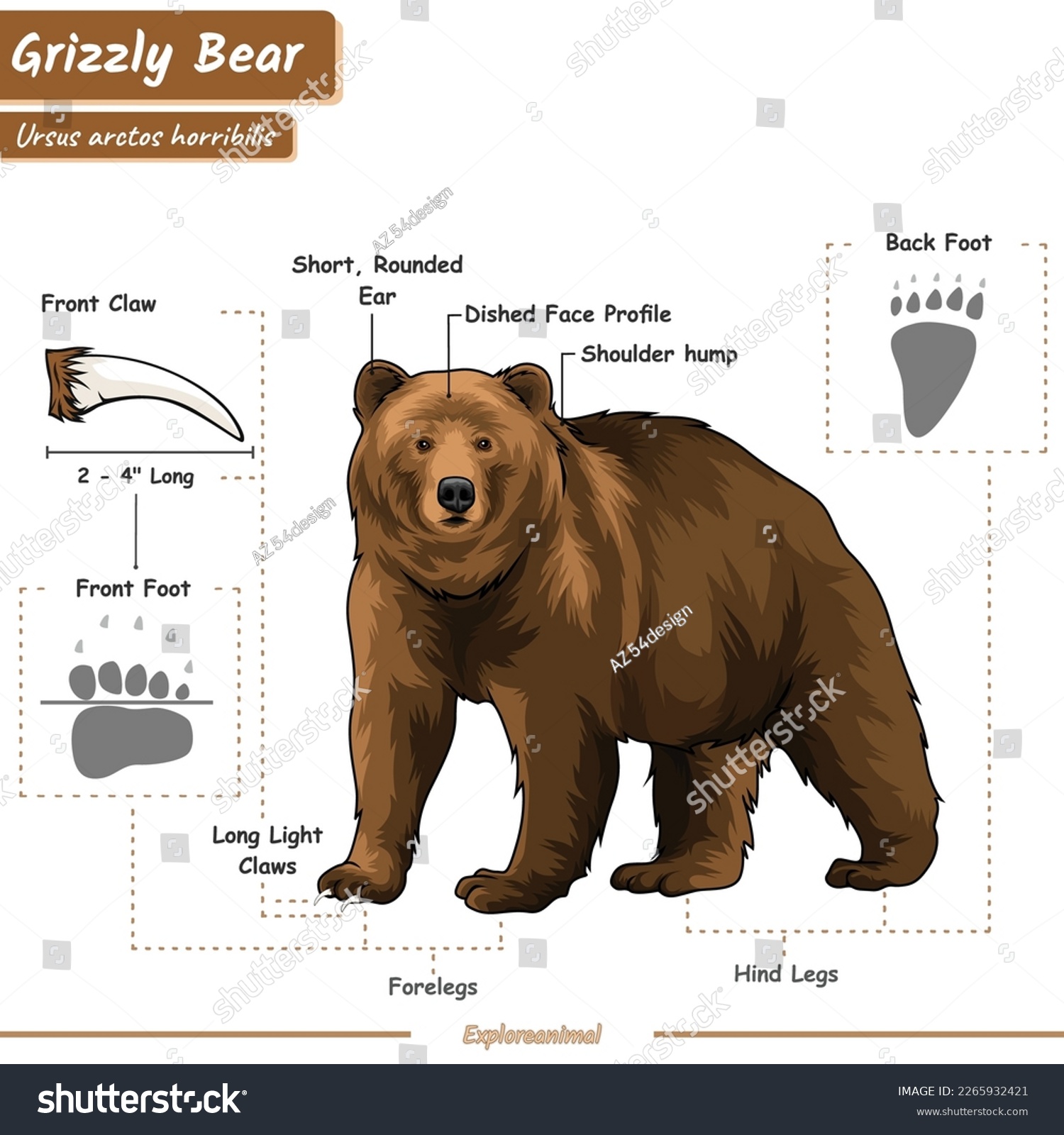 Anatomy of grizzly bear. diagram about grizzly - Royalty Free Stock ...