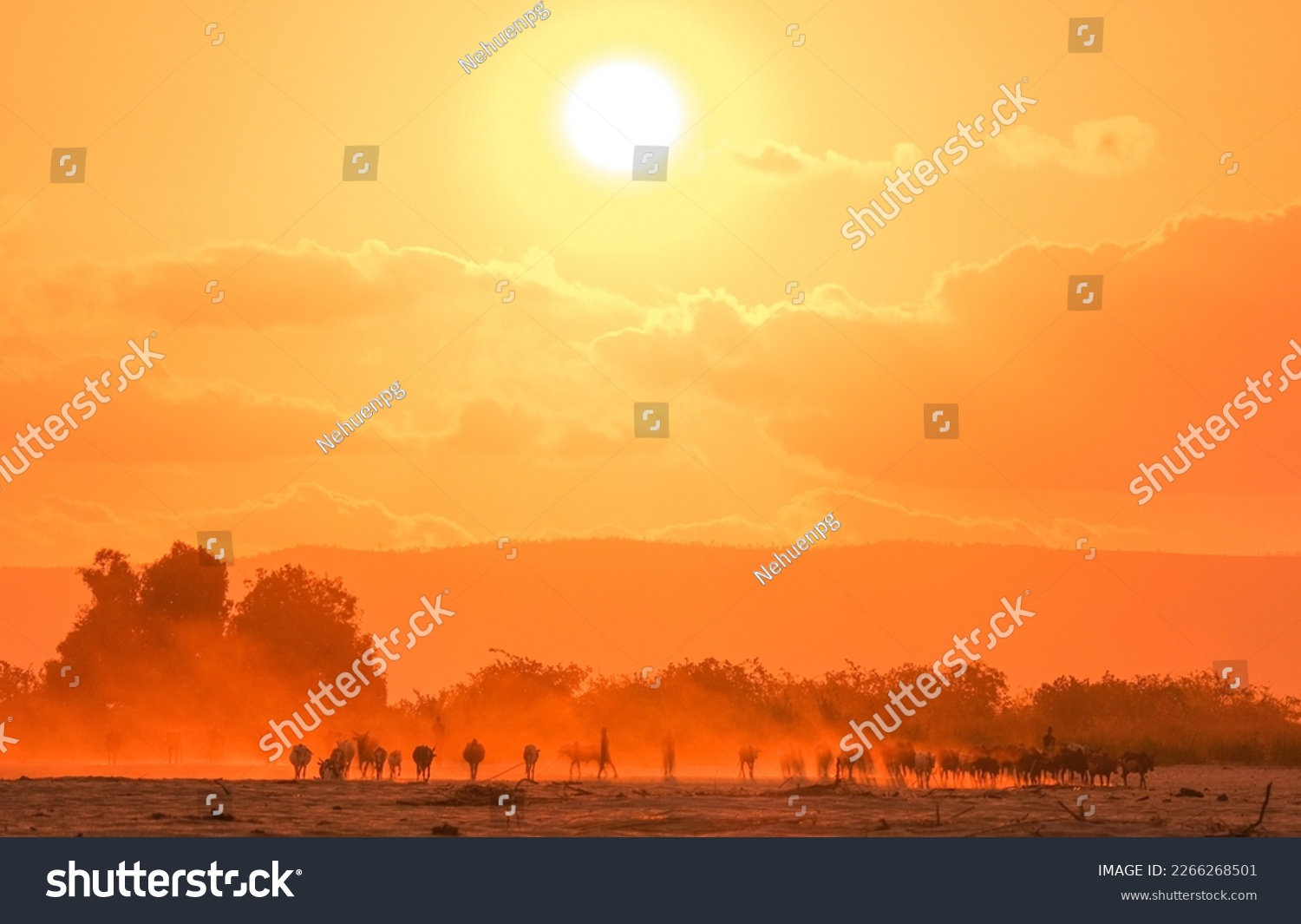 Silhouette of African animals going to drink water during the sunset in madagascar #2266268501