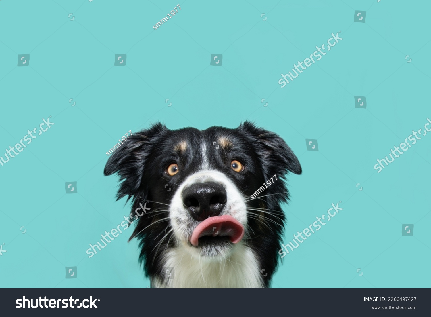 Hungry border collie dog licking its lips with tongue. Isolated on blue background #2266497427