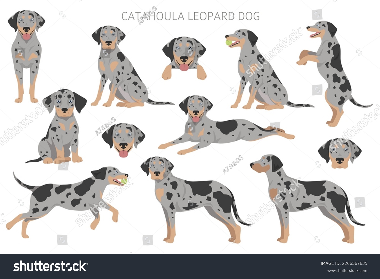 Catahoula Leopard dog clipart. All coat colors - Royalty Free Stock ...