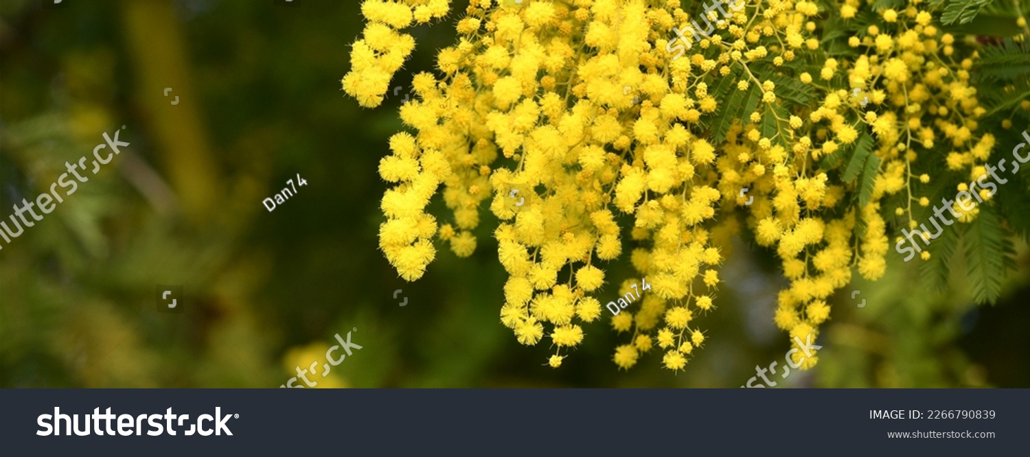 The Yellow Mimosa tree flowers in February. Spring yellow flowers of the mimosa on the branches of a tree. Natural floral background. banner #2266790839