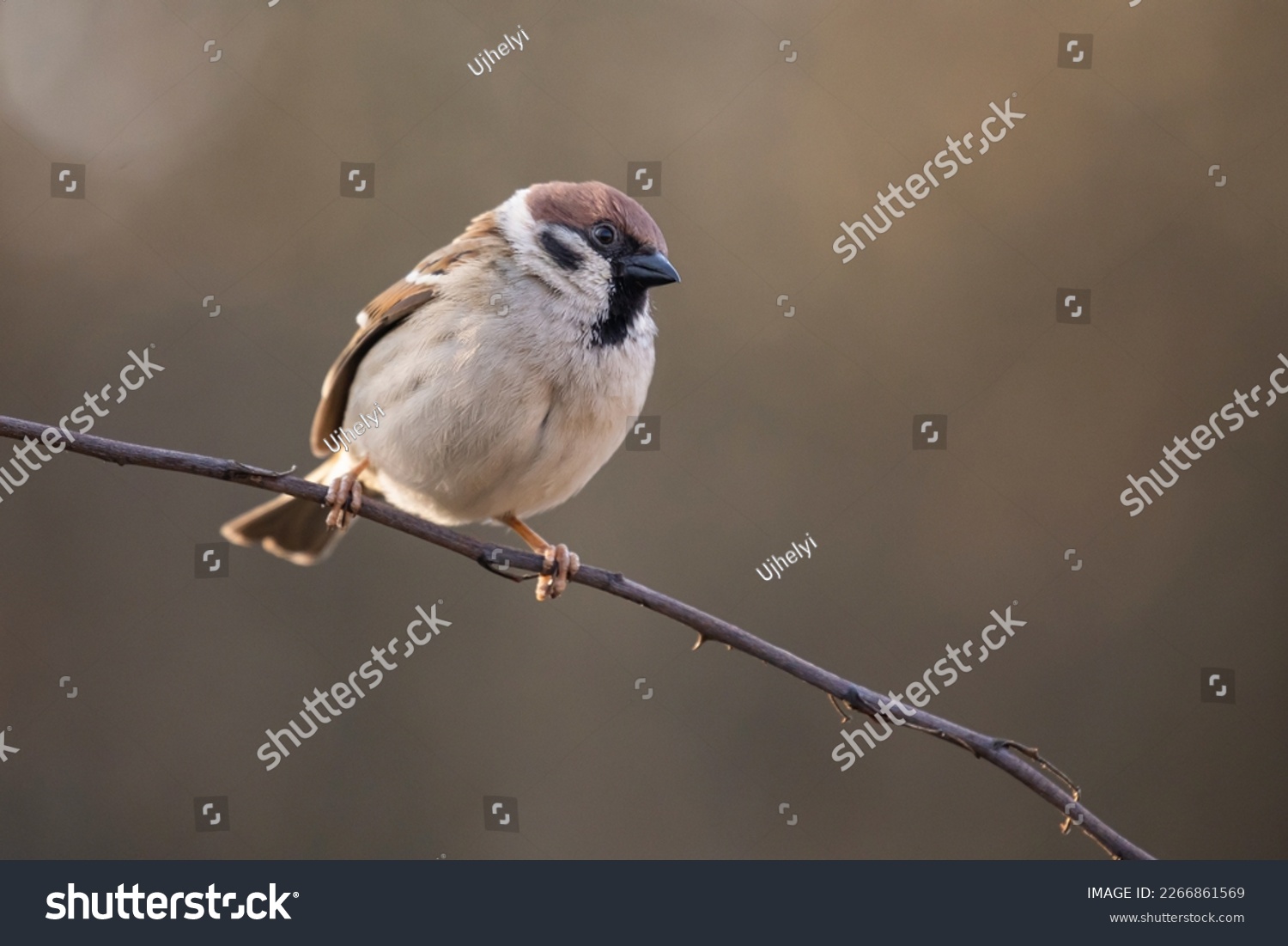Eurasian Tree Sparrow (Passer montanus) on the branch in autumn #2266861569