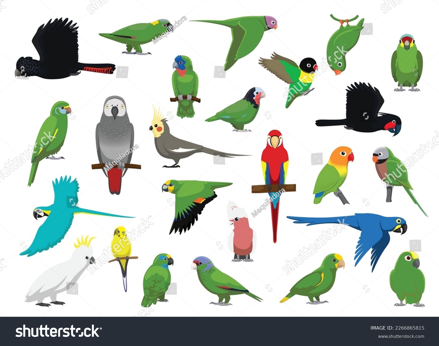 Animal Green Parrots Cockatoos Characters - Royalty Free Stock Vector ...