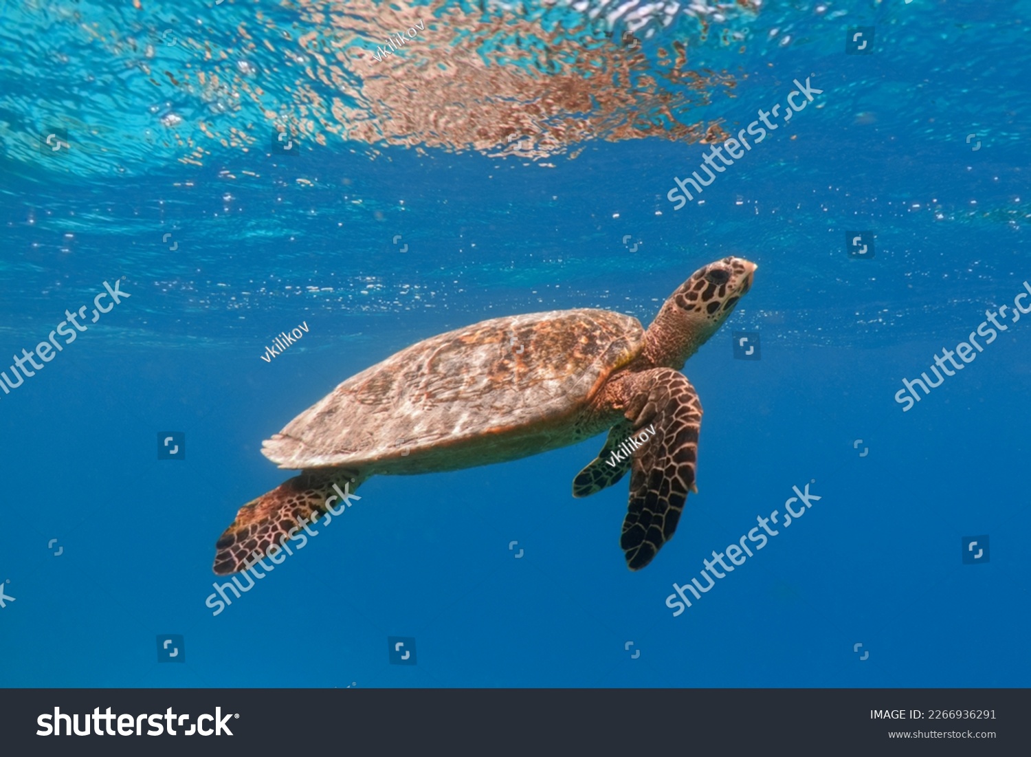 Hawksbill sea turtle in the blue ocean underwater #2266936291