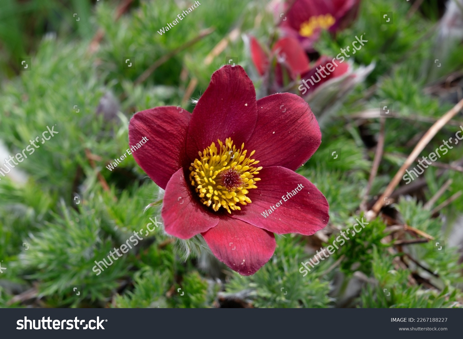 Pulsatilla vulgaris 'Röde Klokke' is a Pasqueflower with red flowers #2267188227