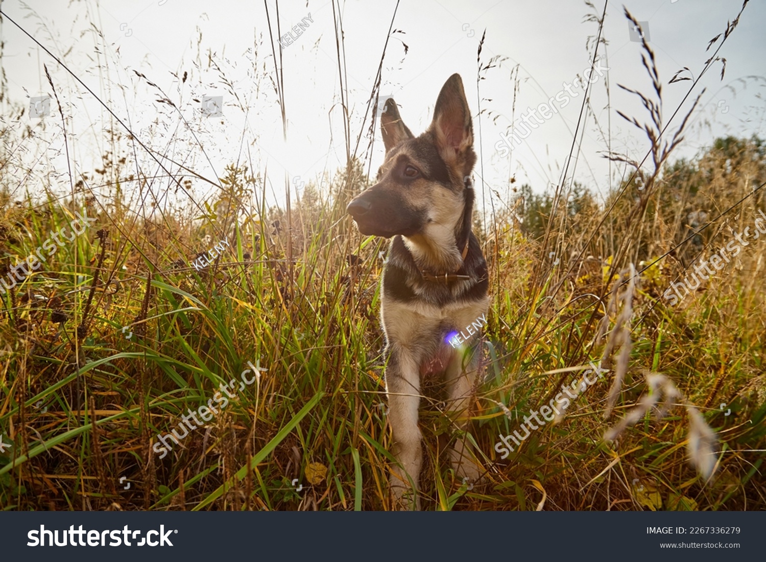 Dog German Shepherd on nature landscape in autumn or summer day #2267336279