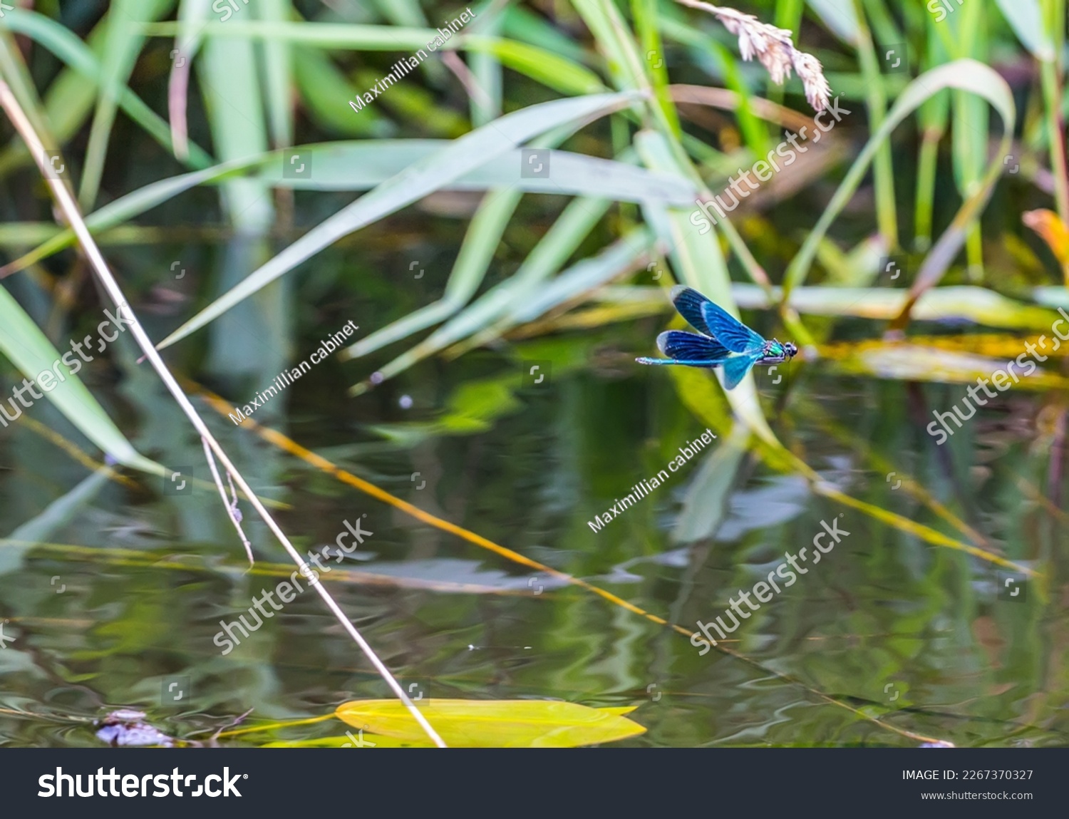 A Broad-winged damselflies, male (Calopteryx splendens, Calopterygidae) flying the water lily thickets of the pond. Eastern Baltic #2267370327