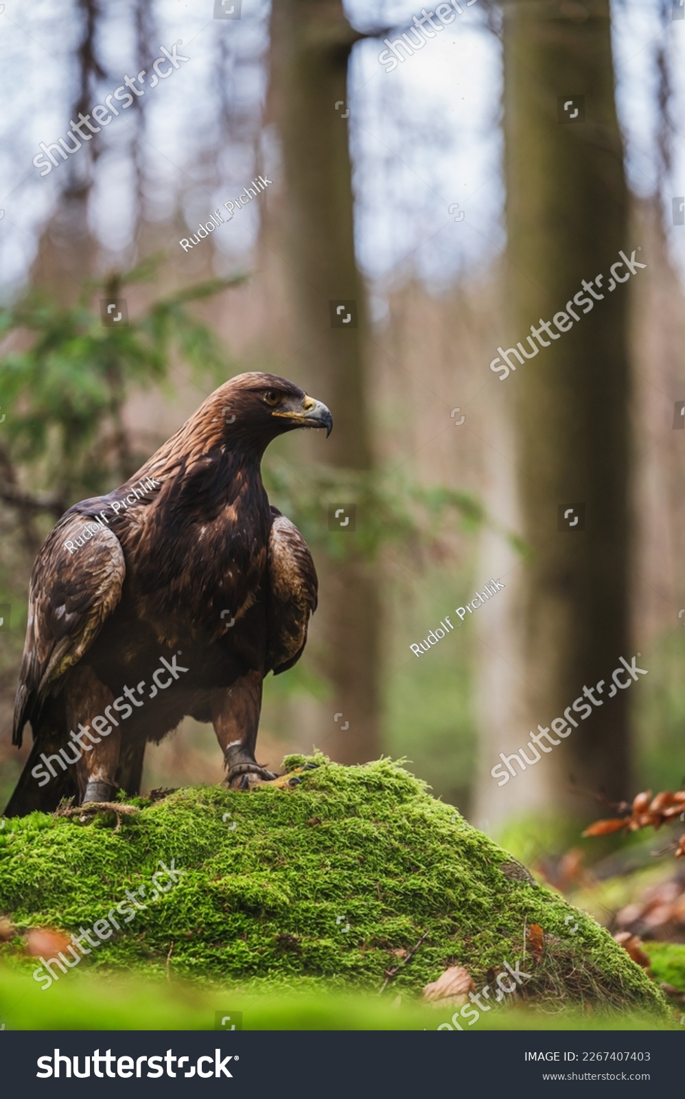 Golden eagle (Aquila chrysaetos) is one of the best-known birds of prey . It is the most widely distributed species of eagle. Autumn forest #2267407403