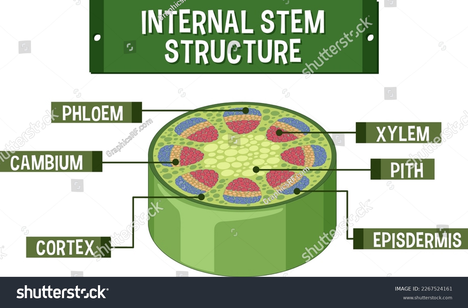 Internal structure of stem diagram illustration - Royalty Free Stock ...