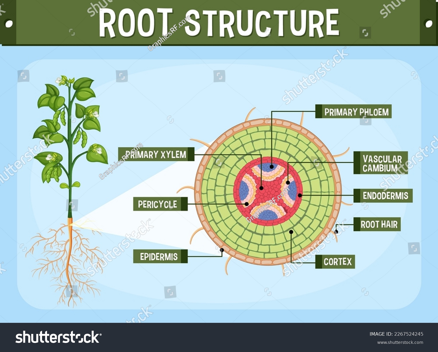 Internal structure of root diagram illustration - Royalty Free Stock ...