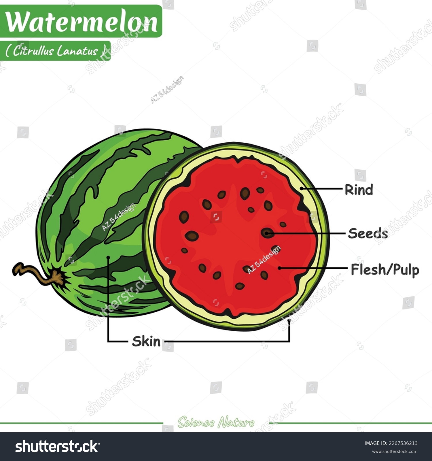 Diagram showing parts of watermelon. vector, - Royalty Free Stock ...