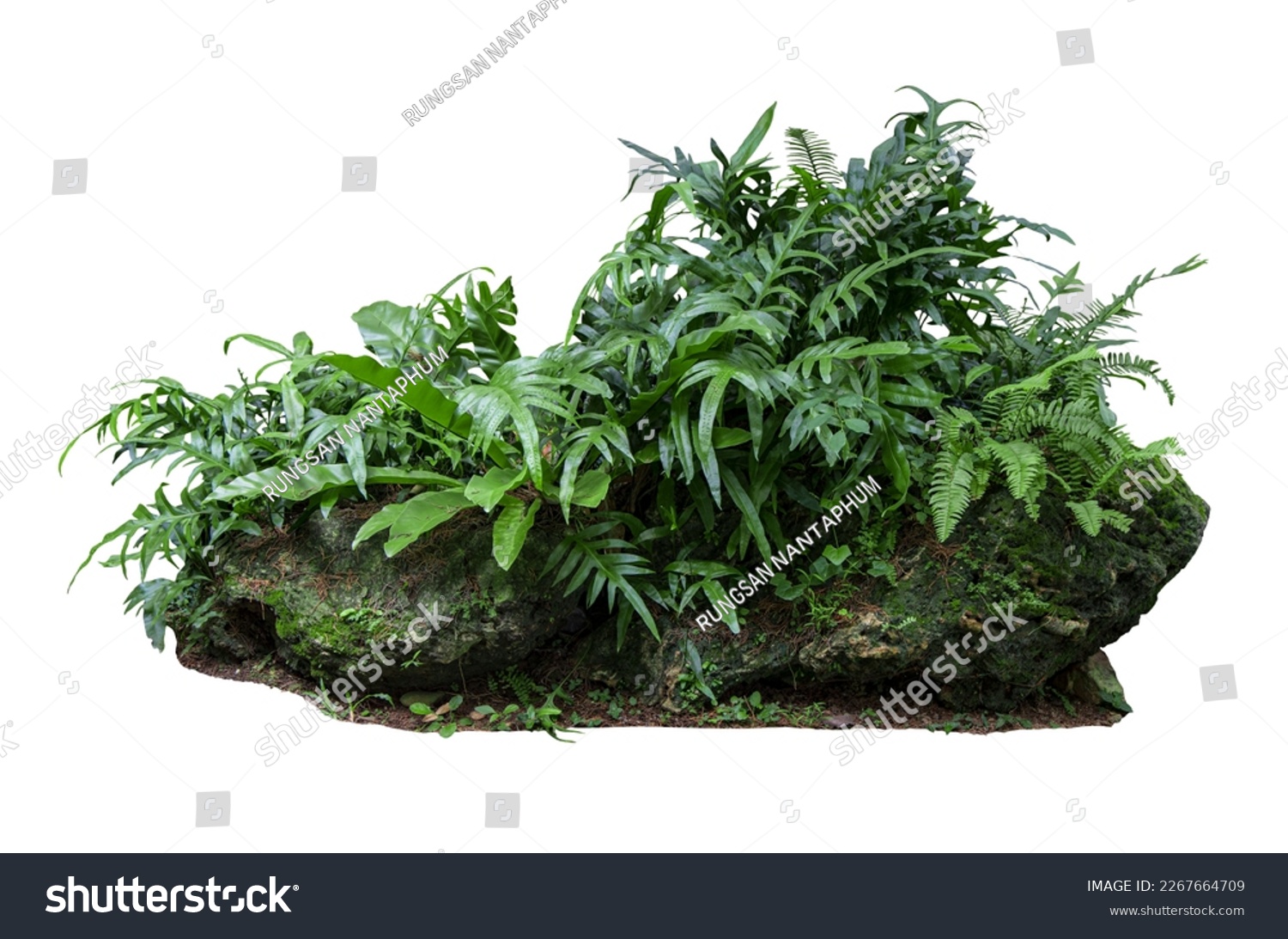 Tropical Flower shrub bush fence tree isolated plant 
 #2267664709