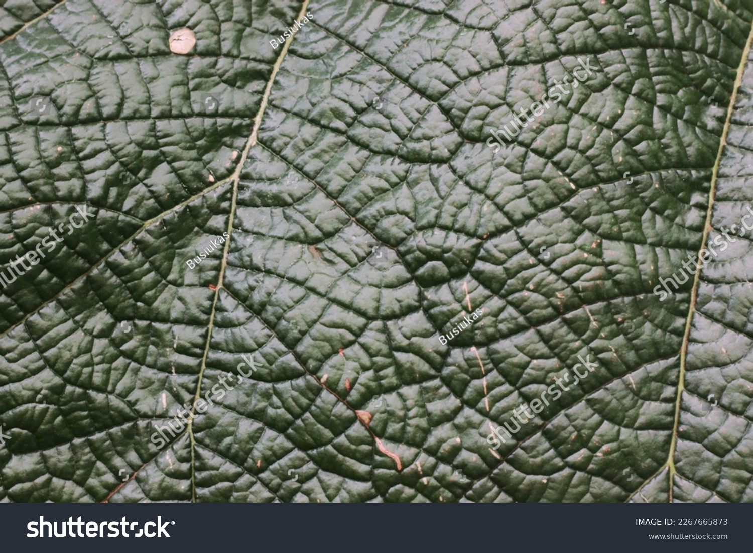 Full frame closeup of a lush summer green leaf. #2267665873