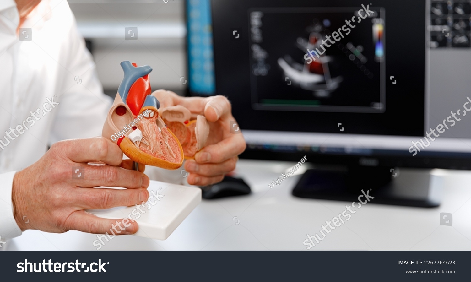 Anatomical model of the human heart in doctor's hands. Cardiological consultation, treatment of heart diseases. Medical concept #2267764623