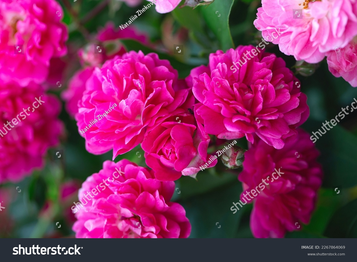 Rose bush. Pink roses in the garden. Red rose bushes in the park. Delicate flowers. A hedge of rose bushes. Natural floral background. Garden flowers at the summer #2267864069