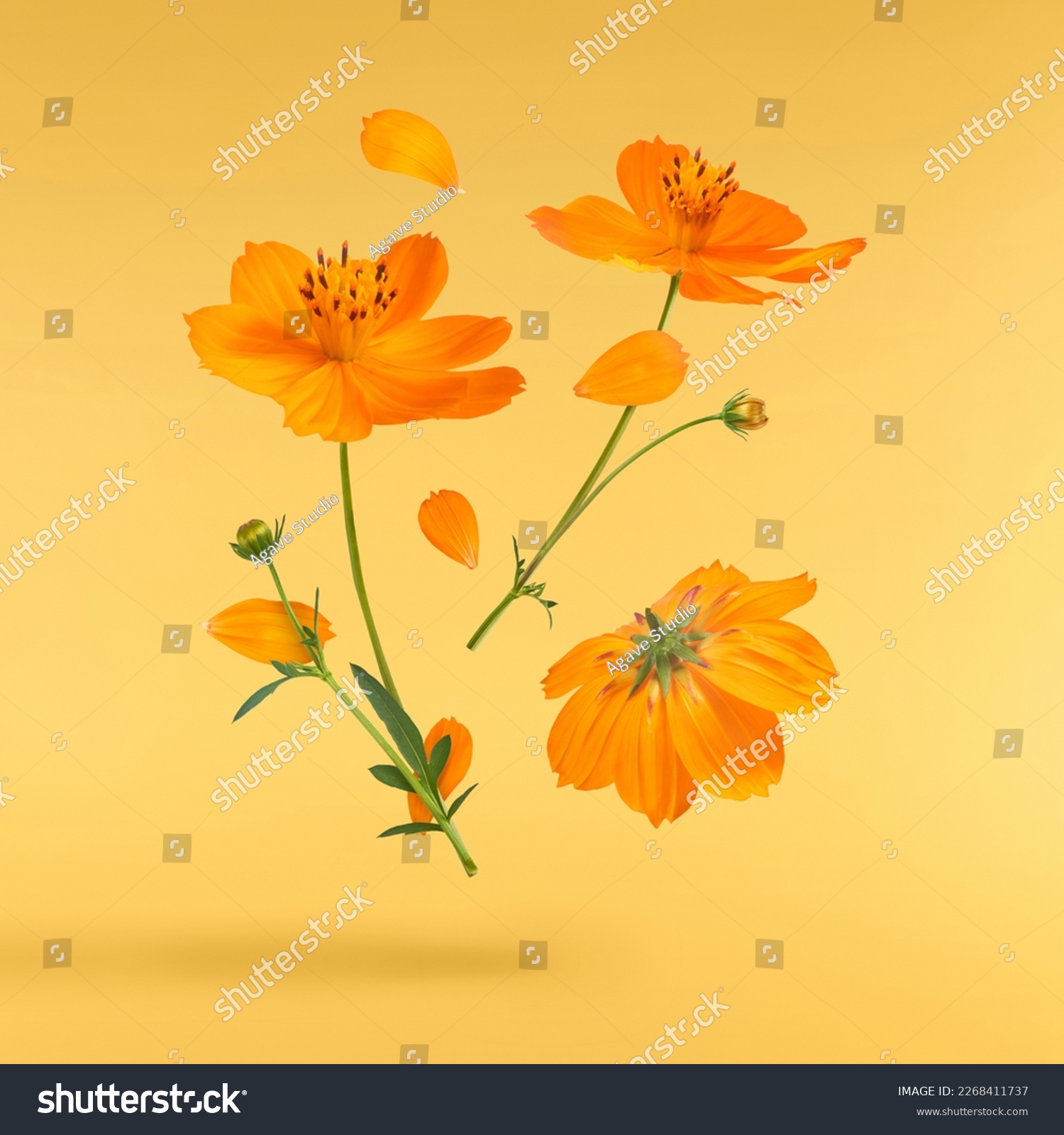 Beautiful orange cosmos flower falling in the air isolated on yellow background. Levitation or zero gravity flowers conception. Creative floral layout. High resolution image #2268411737